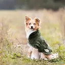 21.webp
